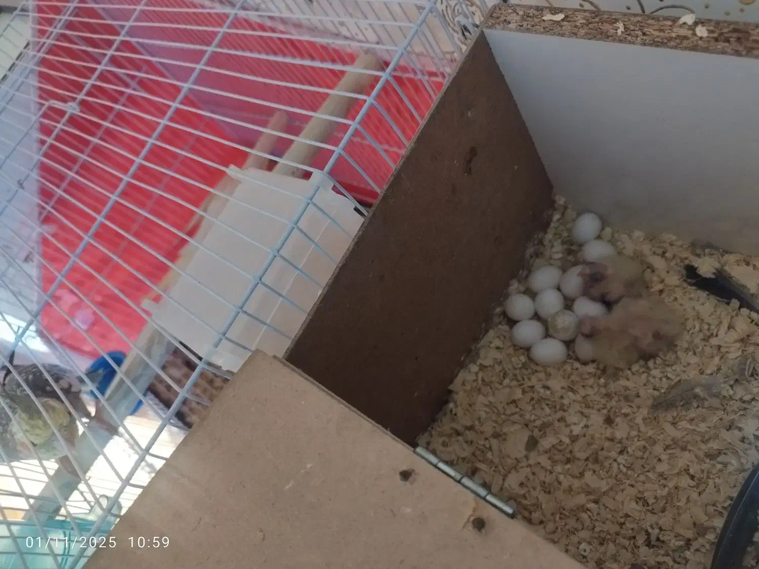 دو جفت عروس هلندی و تعدادی جوجه عروس|پرنده|مشهد, شهید قربانی|دیوار