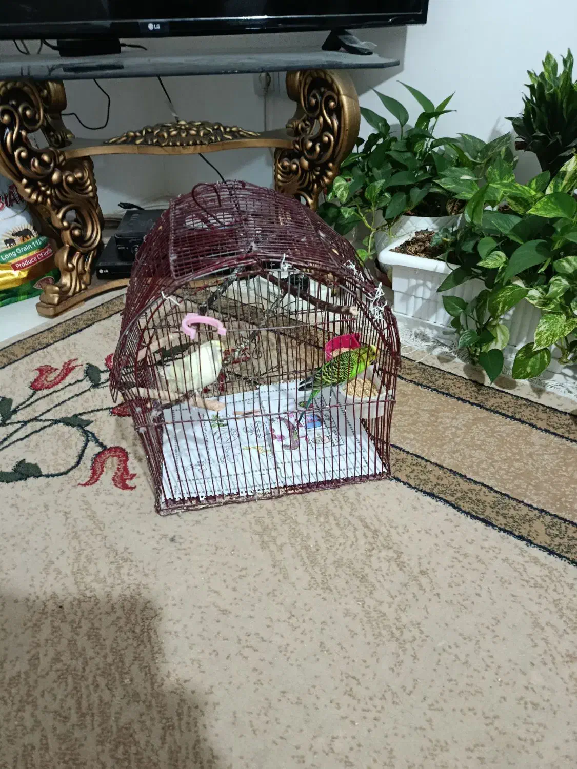 مرغ عشق با قفس|پرنده|شیراز, امام حسین|دیوار