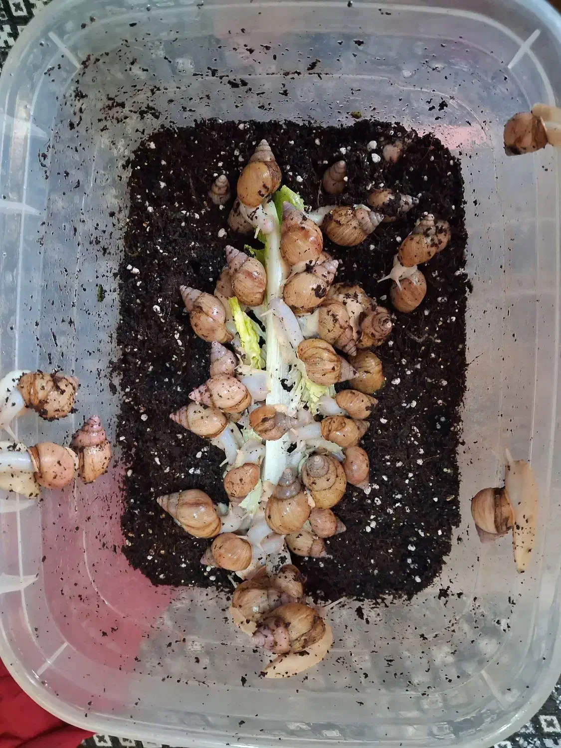 حلزون|خزنده|تهران, ترمینال غرب|دیوار