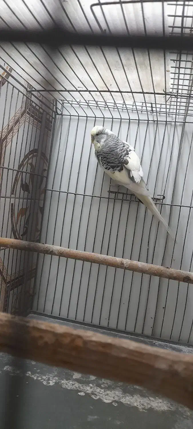 مرغ عشق انگلیسی نر|پرنده|کرج, ساسانی (قلمستان)|دیوار