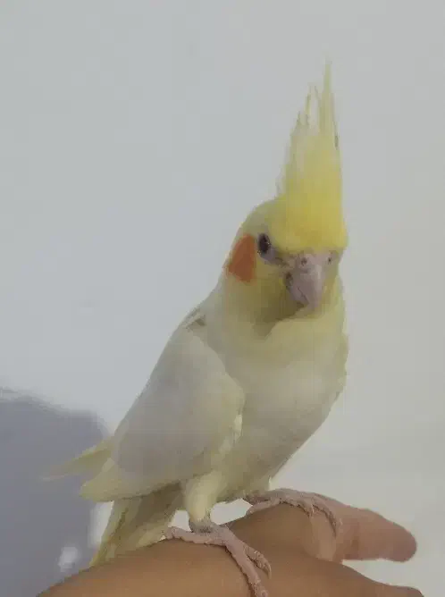 پرنده|پرنده|تفت, |دیوار