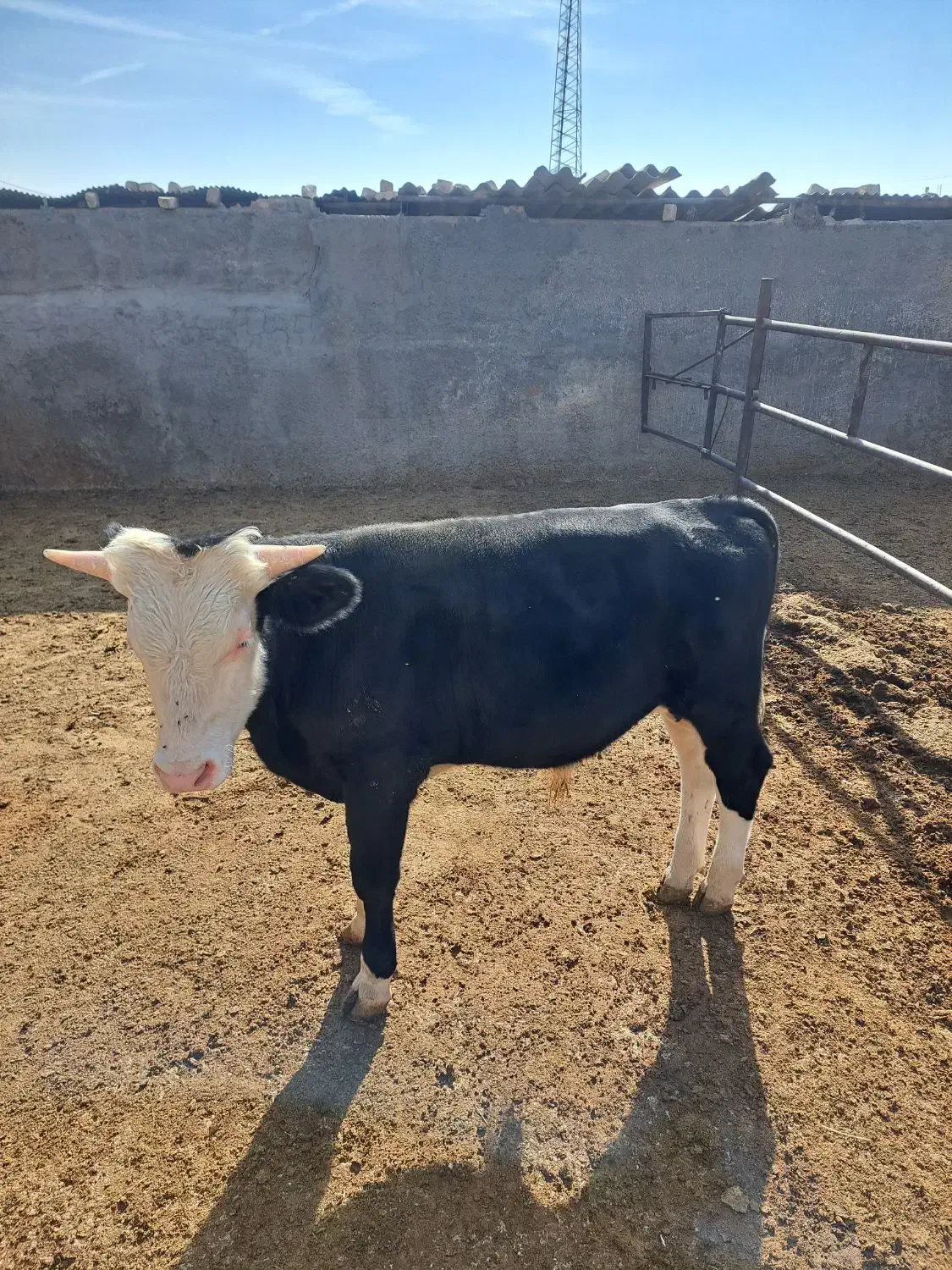 گوساله نر|حیوانات مزرعه|مرودشت, محمد آباد|دیوار