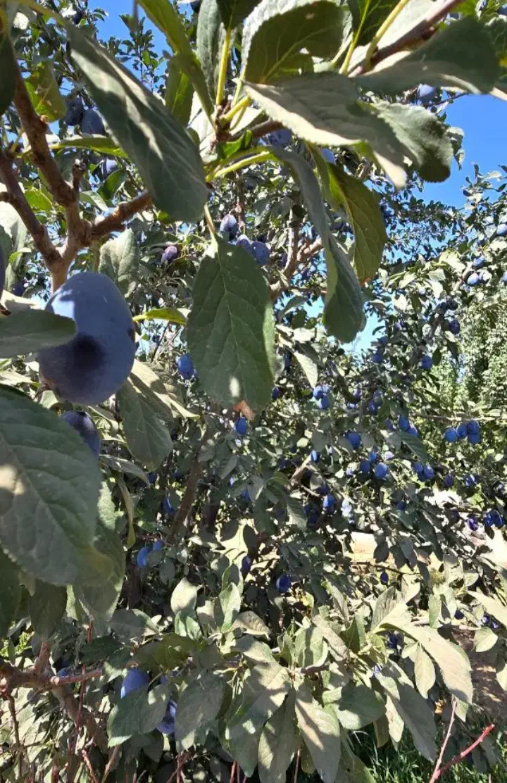 نهال آلو خرمایی|خدمات باغبانی و درختکاری|تبریز, |دیوار