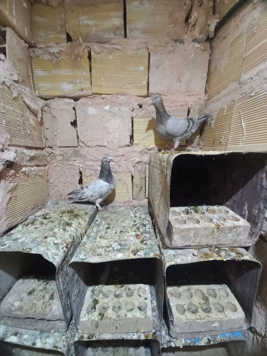 کبوتر جفتگاه|پرنده|سبزوار, امیر کبیر|دیوار