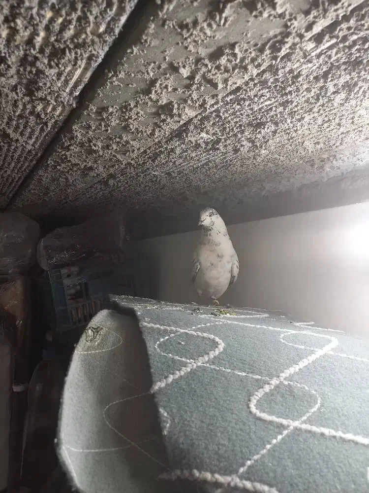 کفتر فروشی|پرنده|اردکان, |دیوار