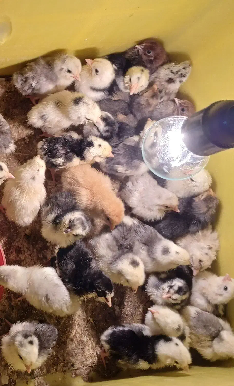 جوجه گلین۰ورورک وتخم نطفهدار تضمینی گلین و ورورک|حیوانات مزرعه|رباطکریم, شهرستانک|دیوار