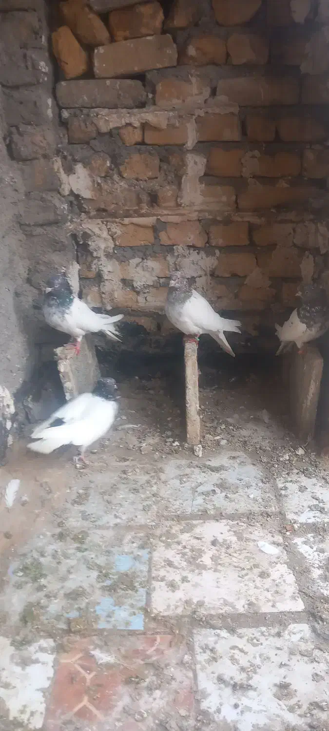 گفتر|پرنده|مشهد, بهمن|دیوار