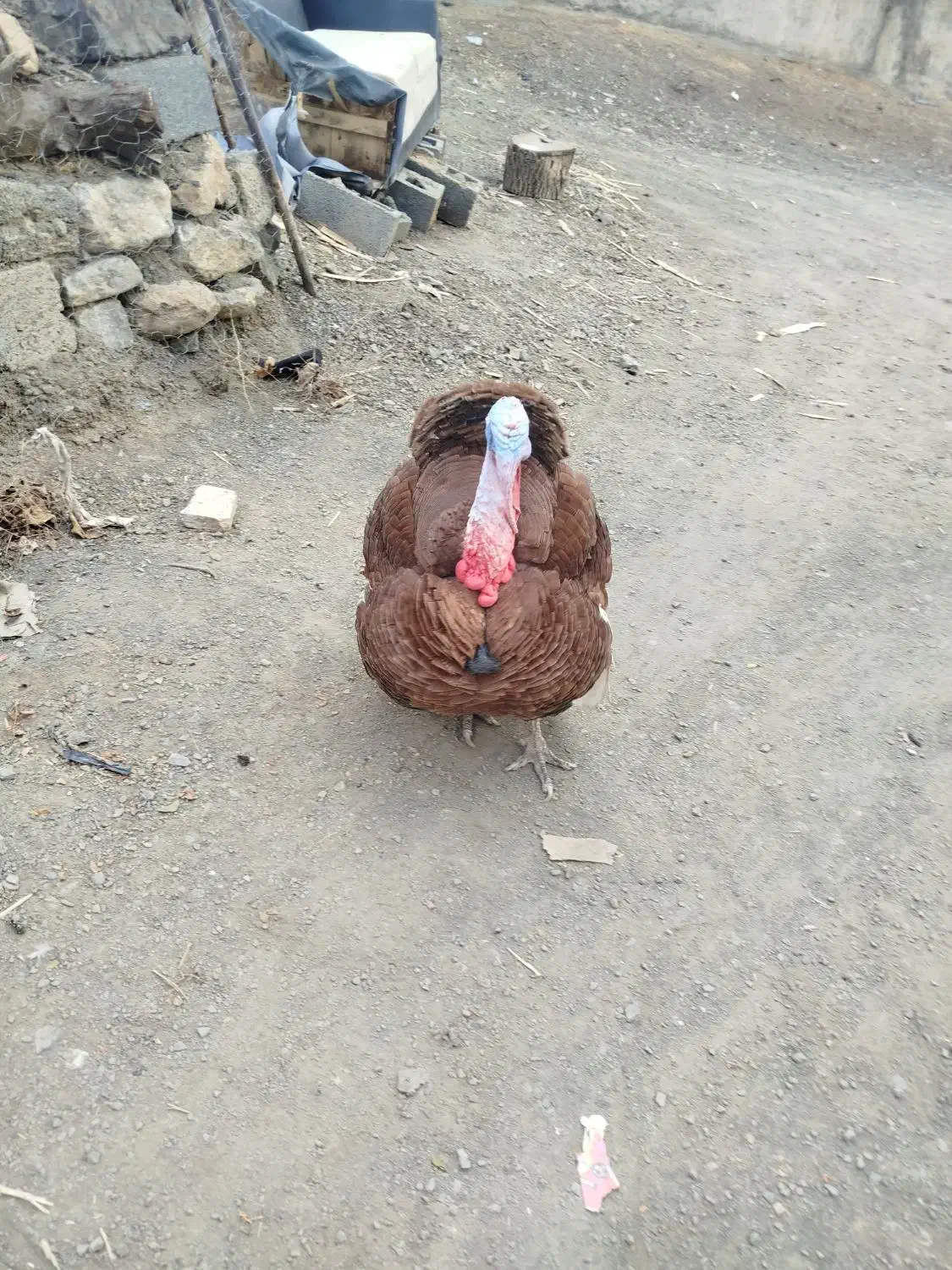 بوقلمون نر|حیوانات مزرعه|سنندج, |دیوار