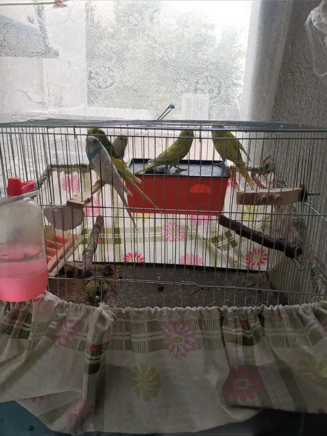 مرغ عشق گمشده|حیوانات|الوند, |دیوار