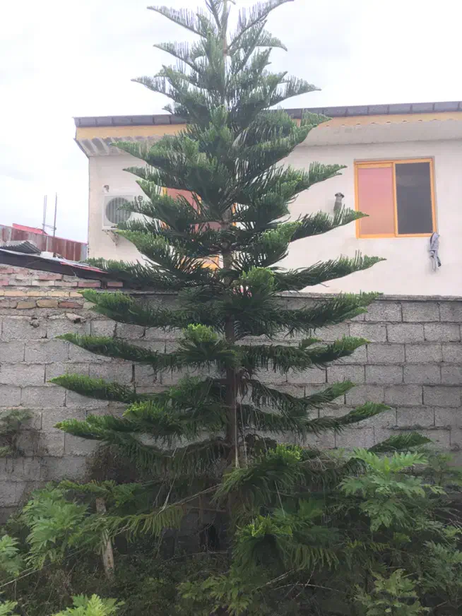 کاج مطبق، کاج، مطبق|گل و گیاه طبیعی|رشت, گلسار|دیوار