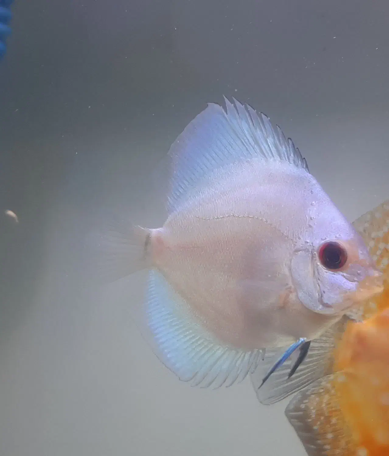 ماهی|ماهی|تهران, شمشیری|دیوار