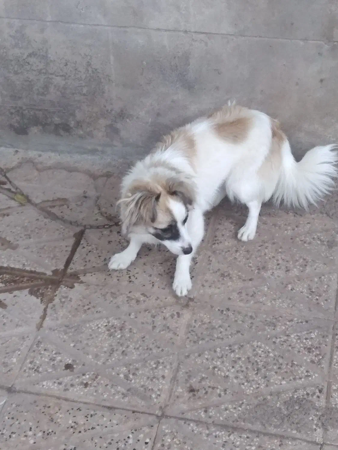 سگ پاکوتاه|سگ|آزادشهر, |دیوار