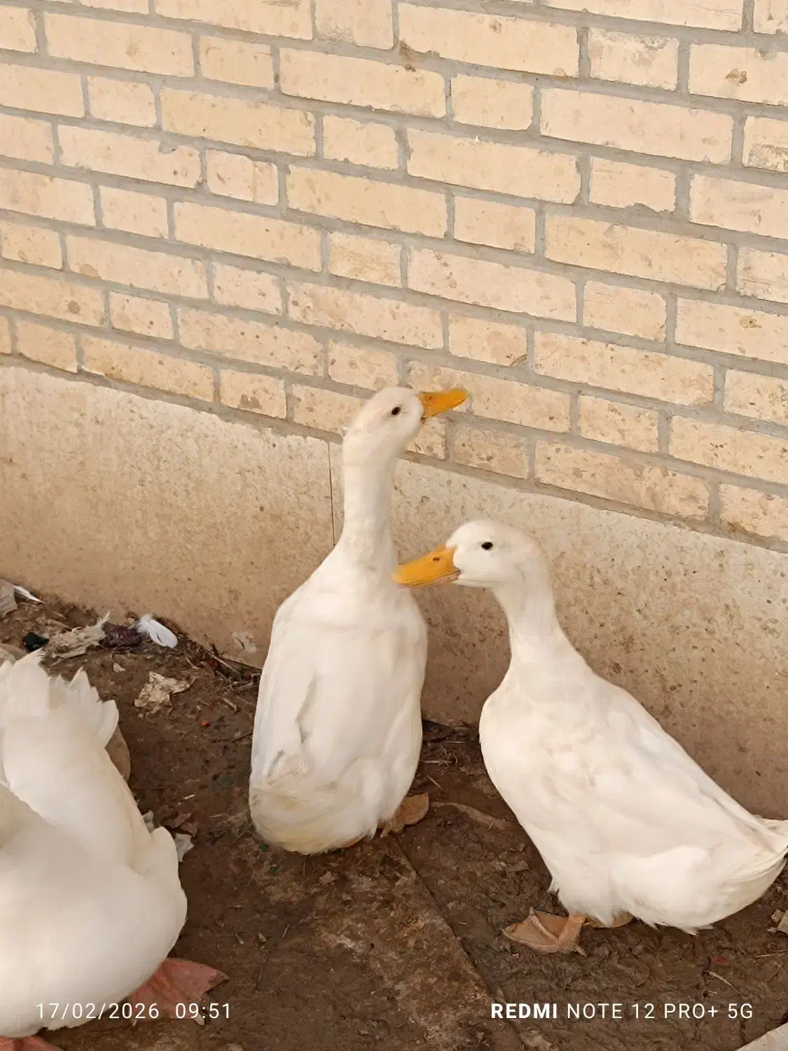 اردک‌|حیوانات مزرعه|یزد, |دیوار