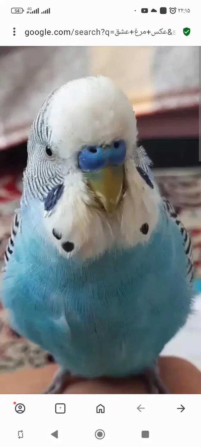 مرغ عشق فروشی|پرنده|مشهد, سراب|دیوار