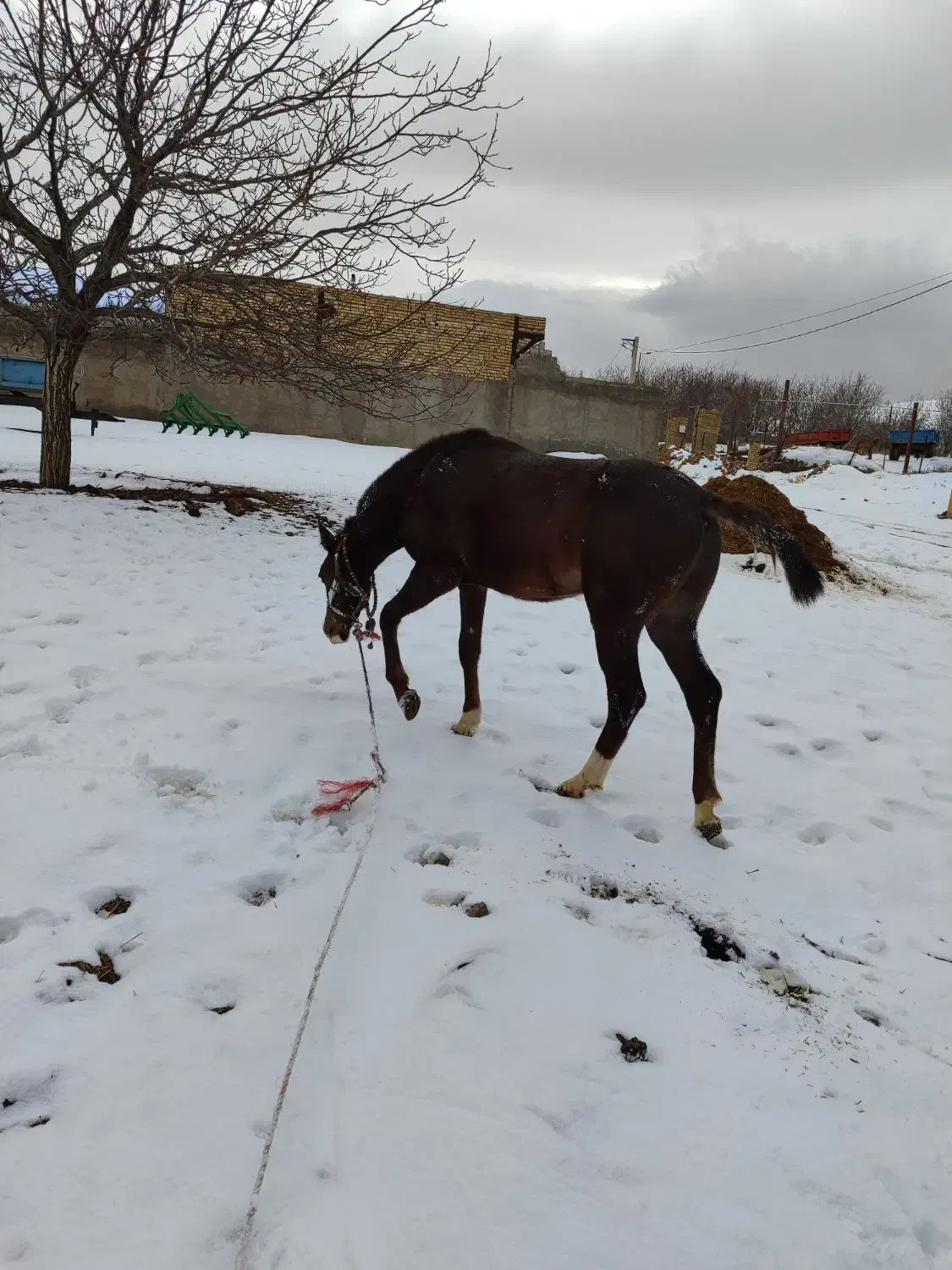 اسب|اسب و تجهیزات اسب‌سواری|ملایر, |دیوار