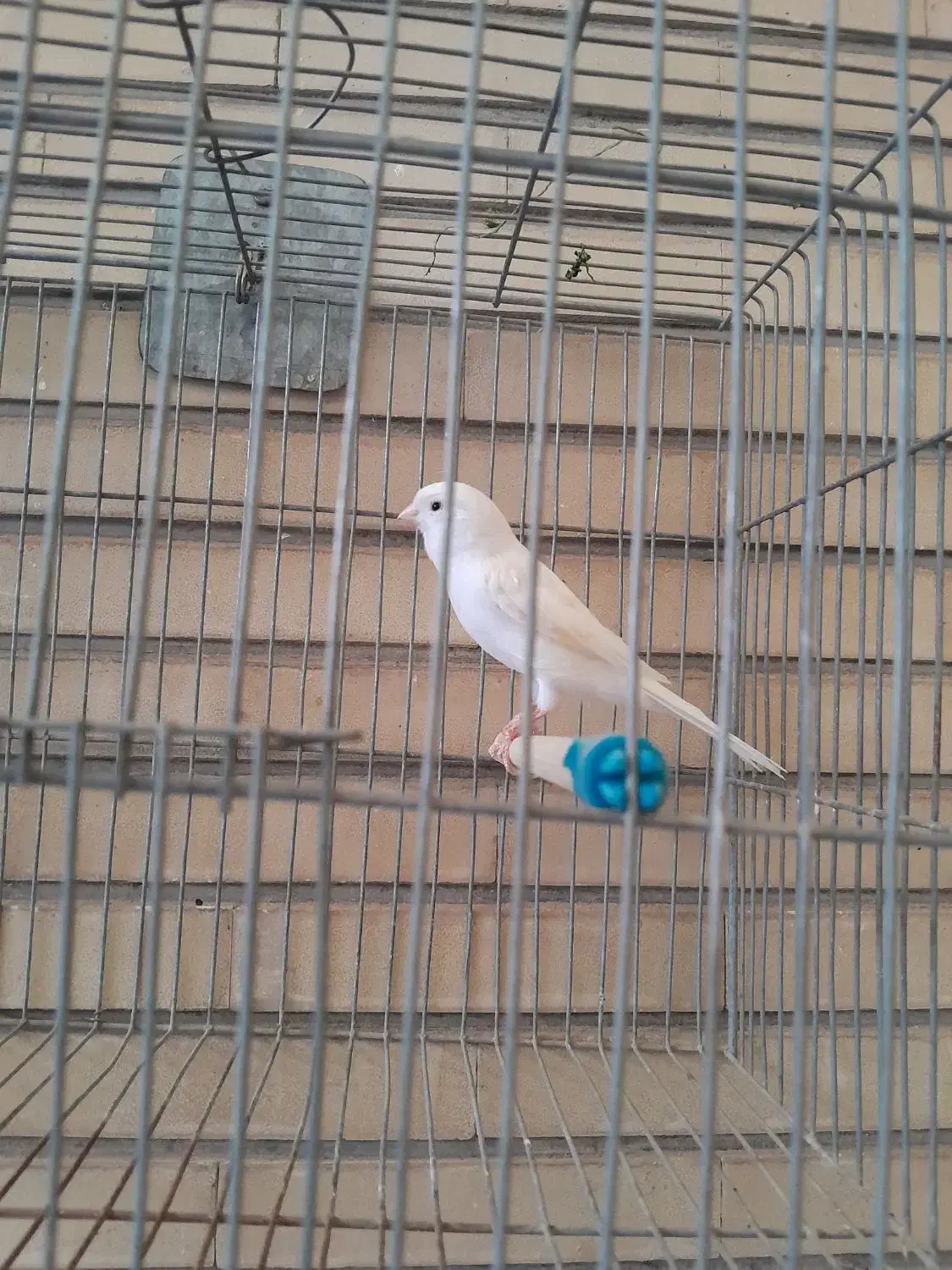 تعدادی قناری ماده سفید و سبز و سرحال|پرنده|اصفهان, احمدآباد|دیوار