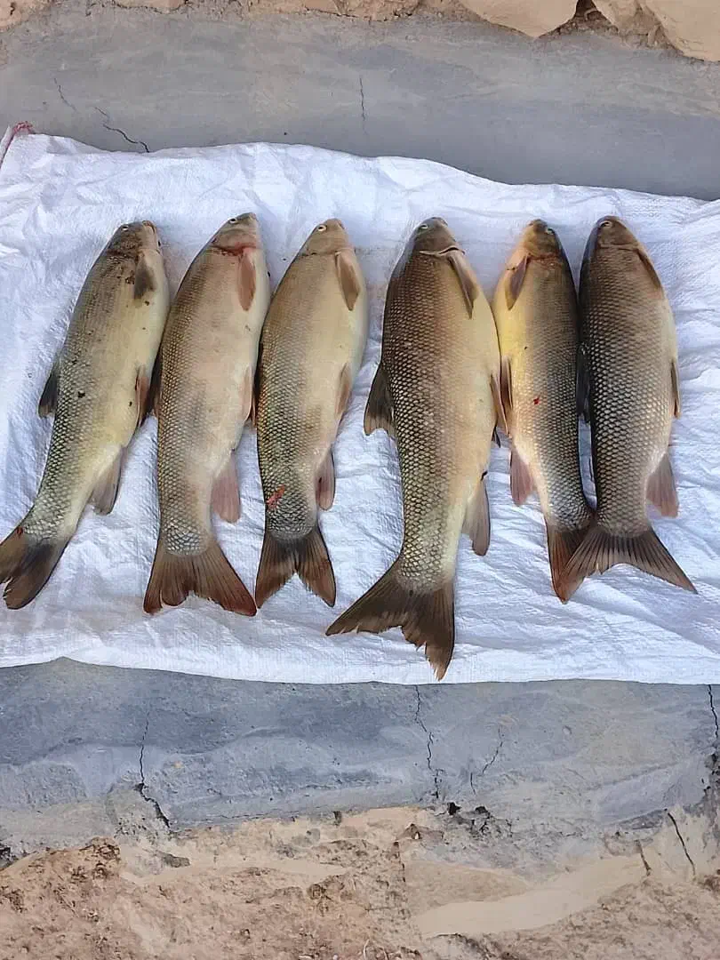 ماهی رودخانه تمیز کرده کیلویی ۱۳۰|ماهی|لردگان, |دیوار