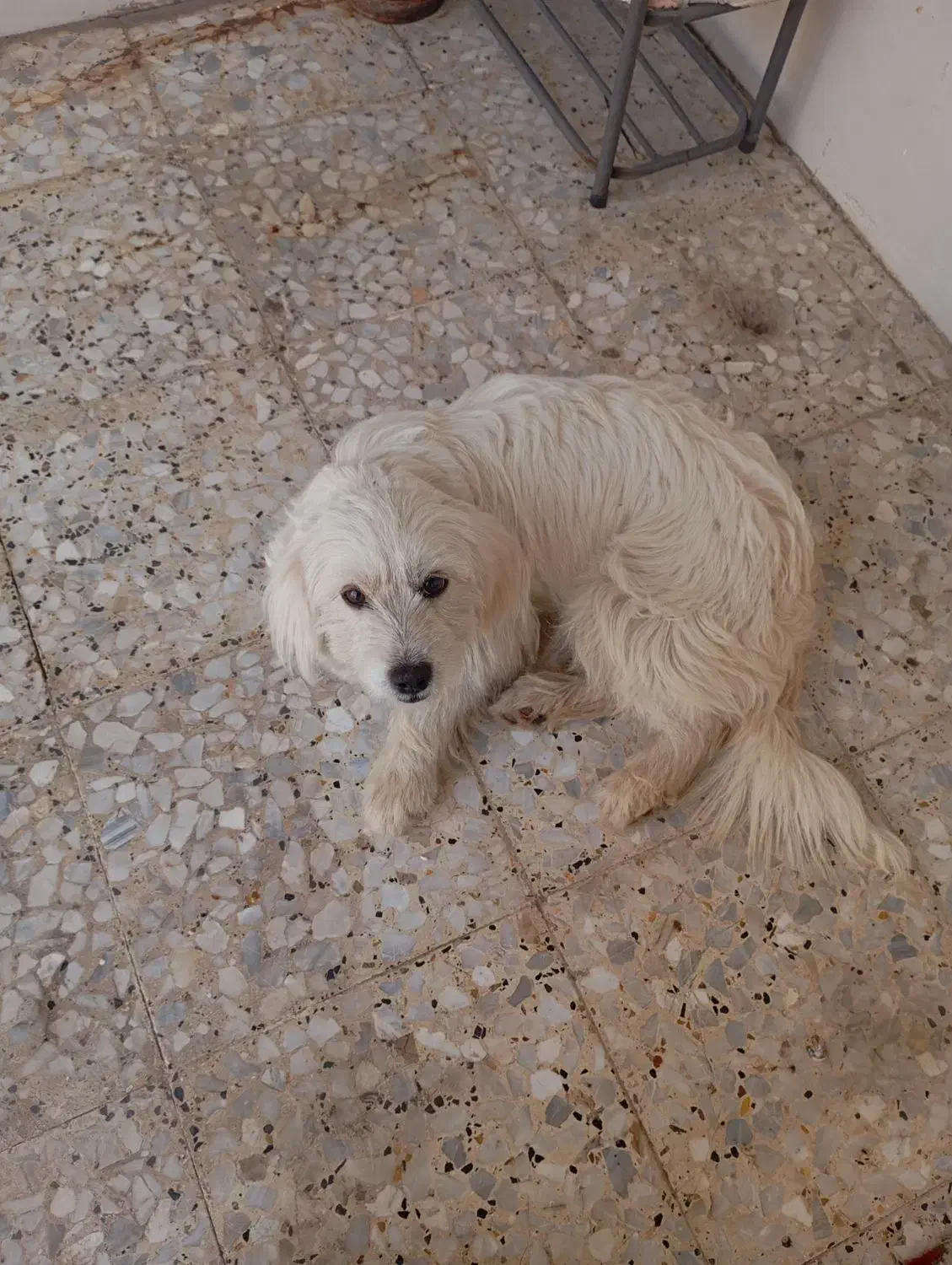 سگ ماده|سگ|دزفول, |دیوار