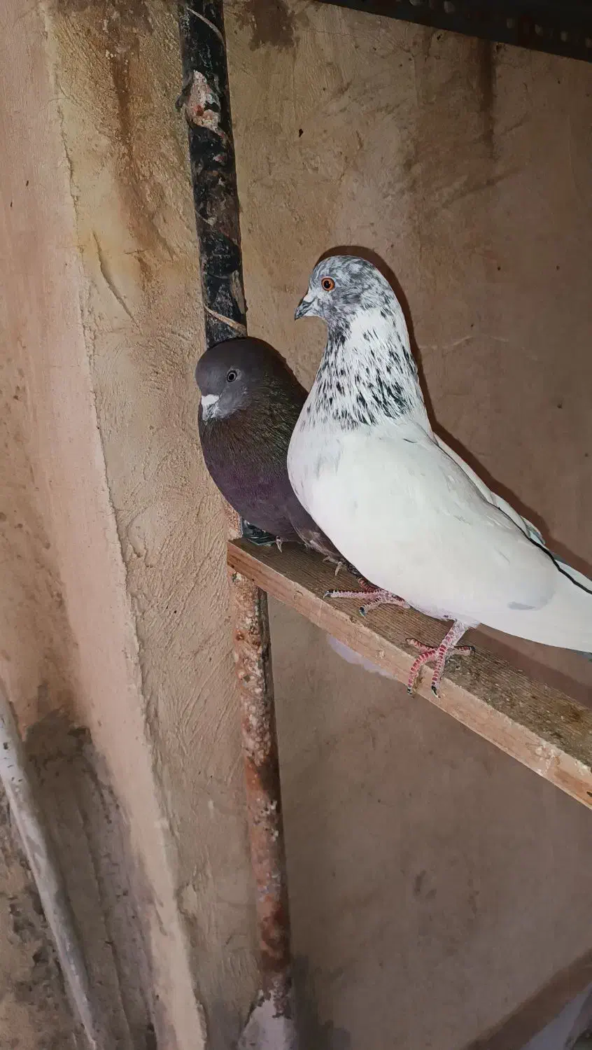 کفتر درجه یک|پرنده|برخوار, |دیوار