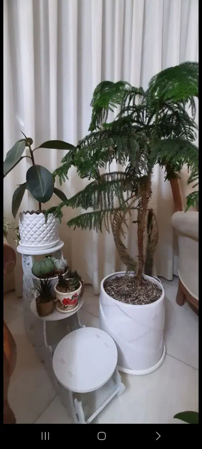 صندلی راک بهمراه گلدانهای طبیعی|صندلی و نیمکت|مشهد, جانباز|دیوار