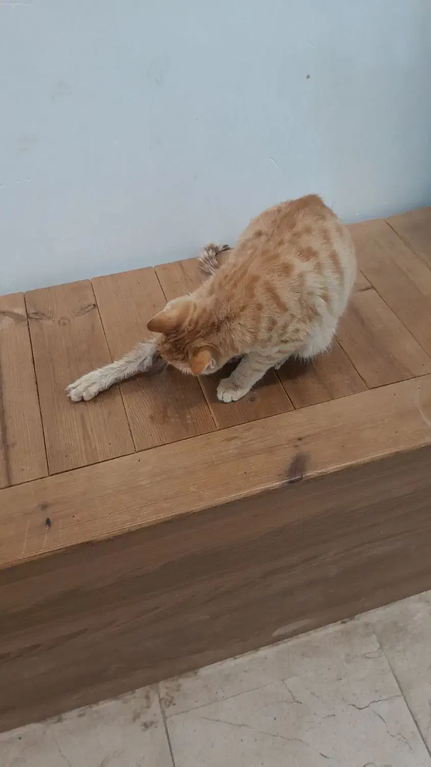 گربه  DSH|گربه|ورامین, ورامین|دیوار