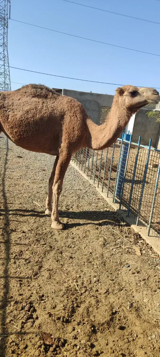 شتر ماده جوان چاق قصابی مالداری|حیوانات مزرعه|رضویه, |دیوار