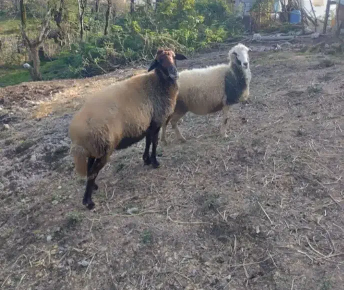 یک جفت گوسفند بالغ|حیوانات مزرعه|لاهیجان, لفمجان|دیوار