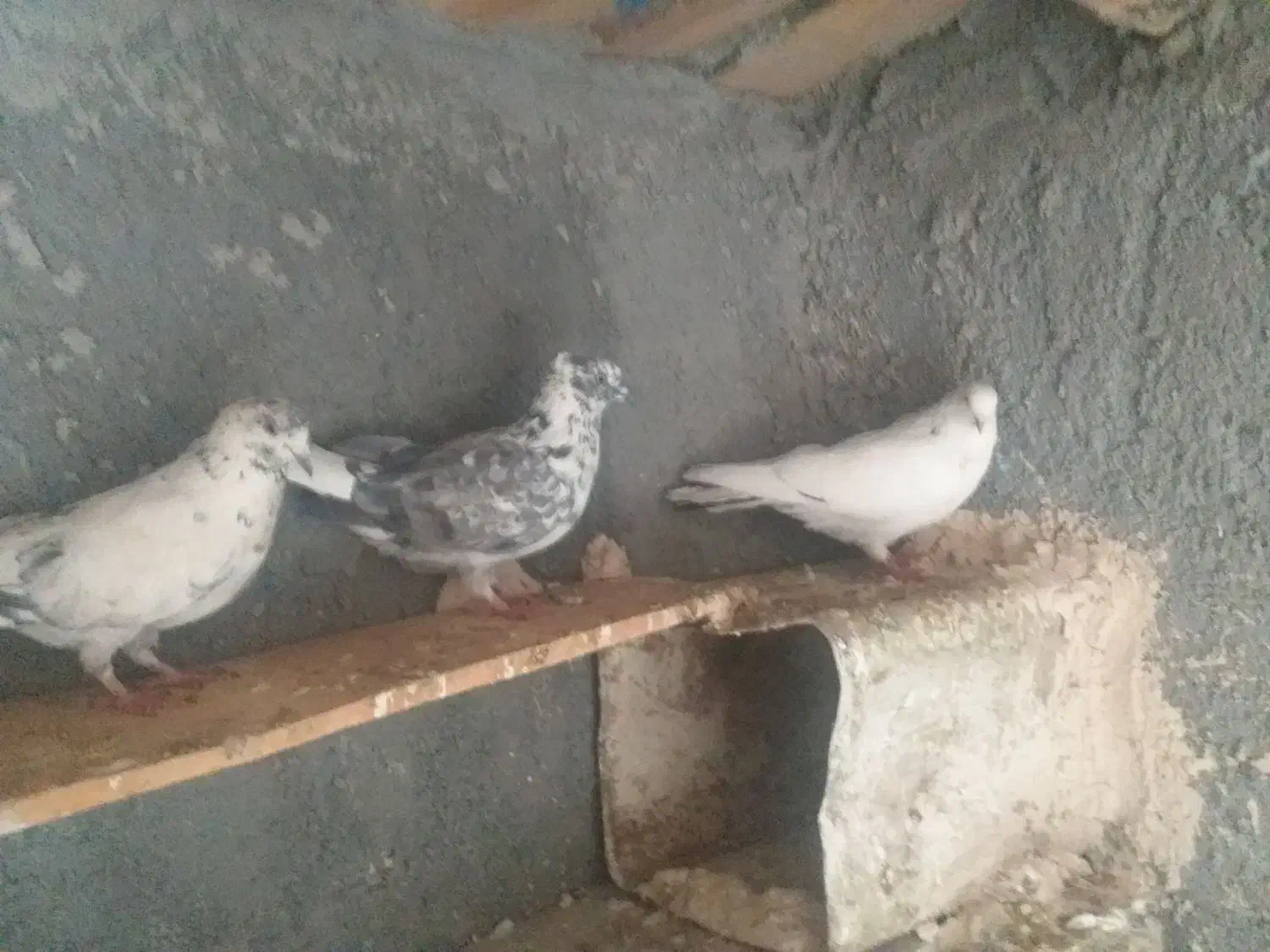 کبوتر|پرنده|فرخ‌شهر, |دیوار