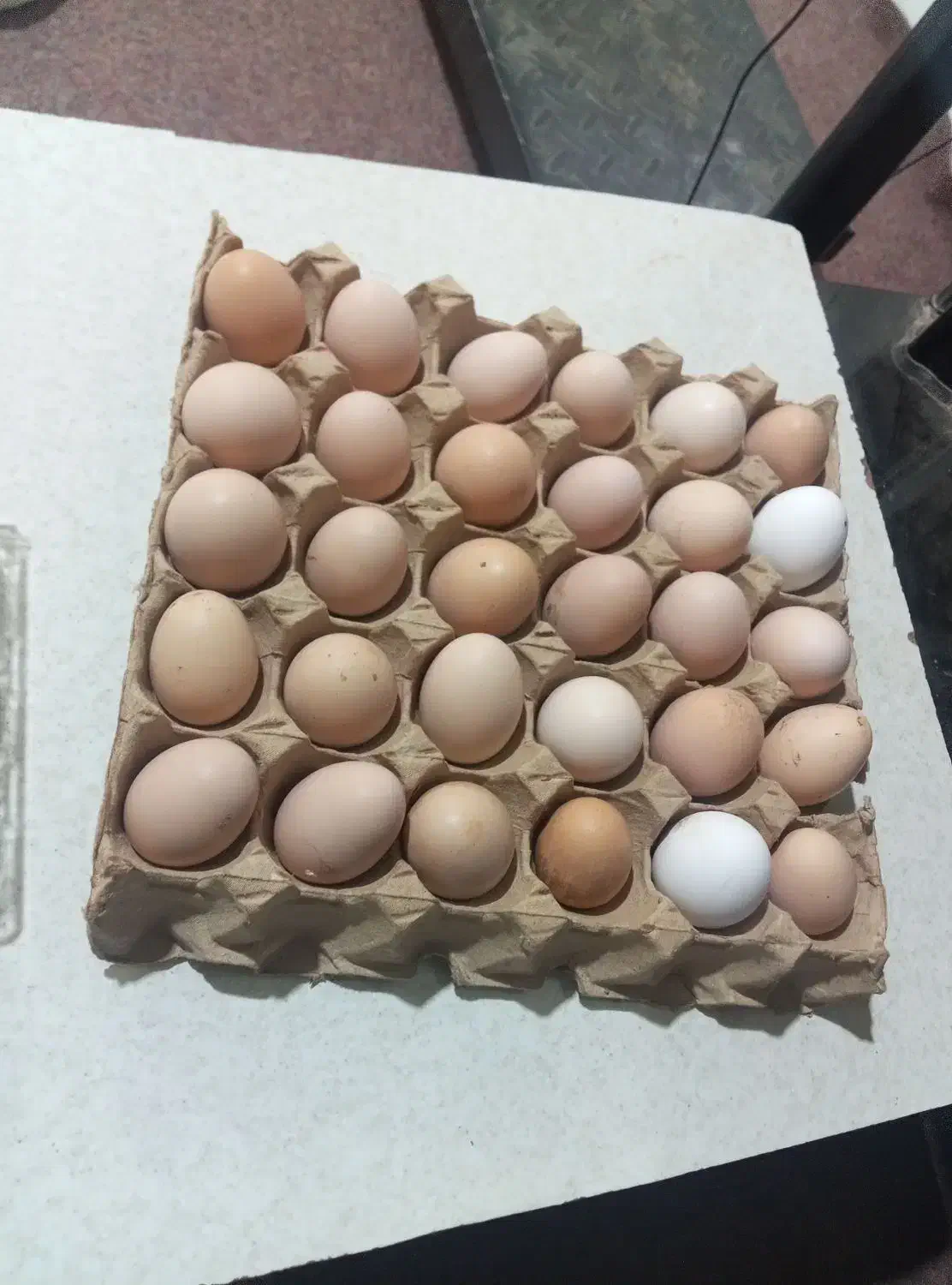 تخم‌مرغ|خوردنی و آشامیدنی|تربت جام, معدآباد|دیوار