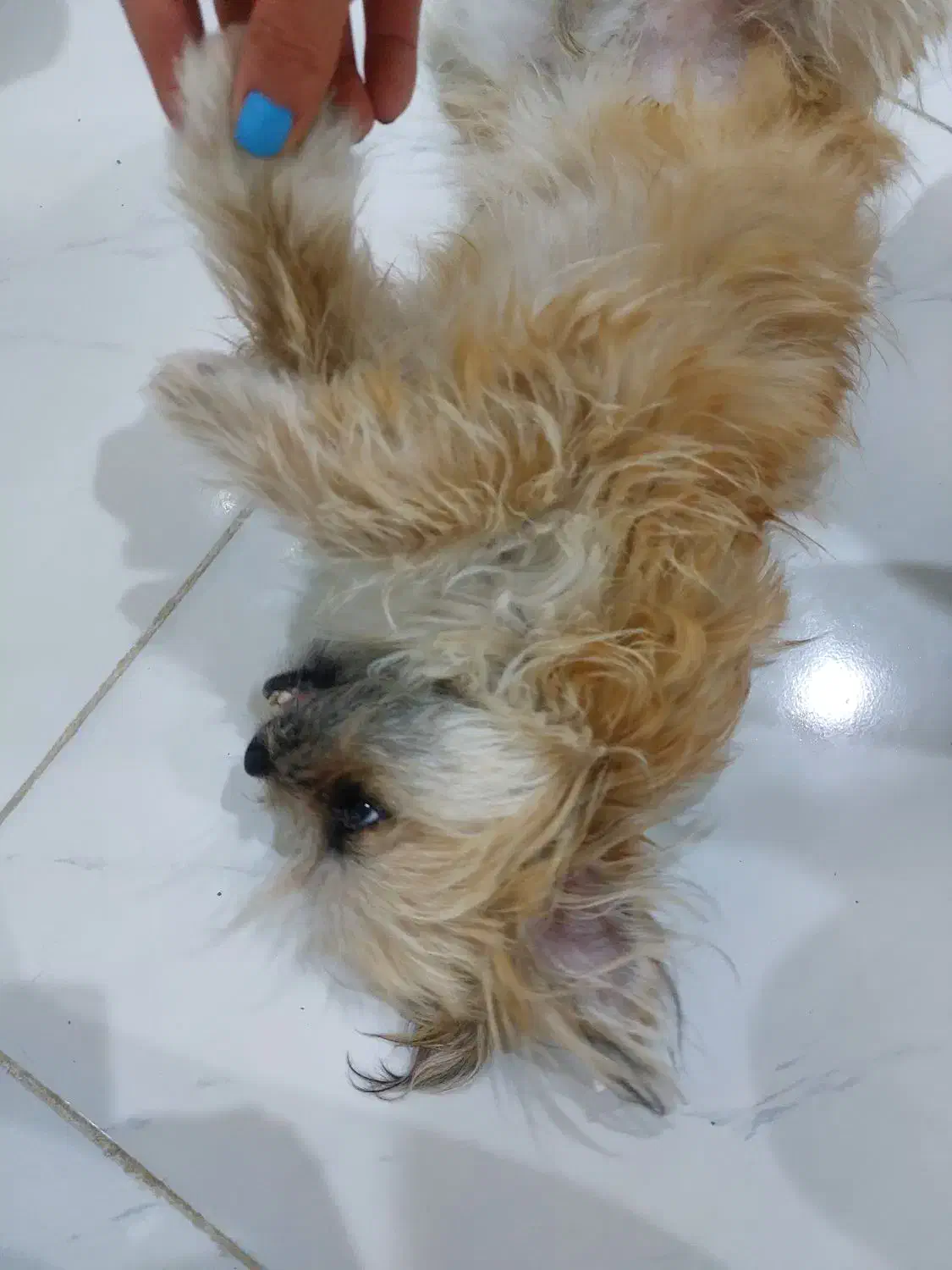 حیوان خانگی|سگ|مشهد, هدایت|دیوار