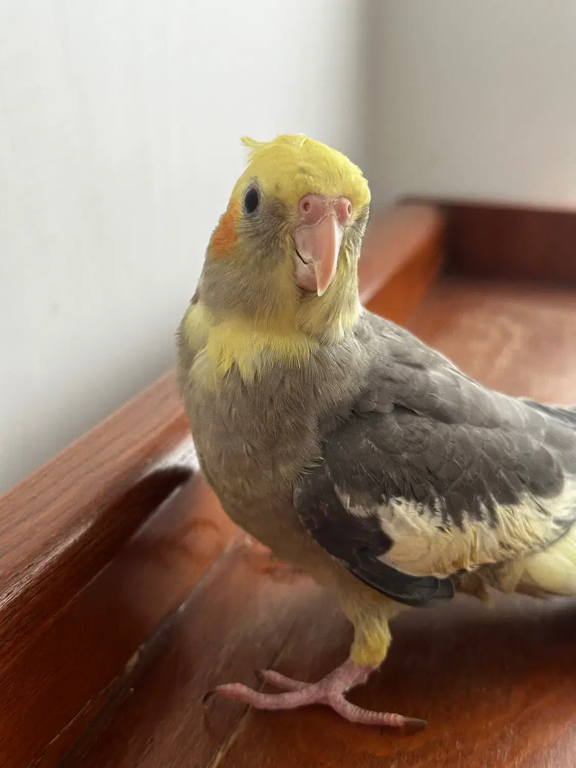 فروش عروس هلندی|پرنده|گرگان, |دیوار