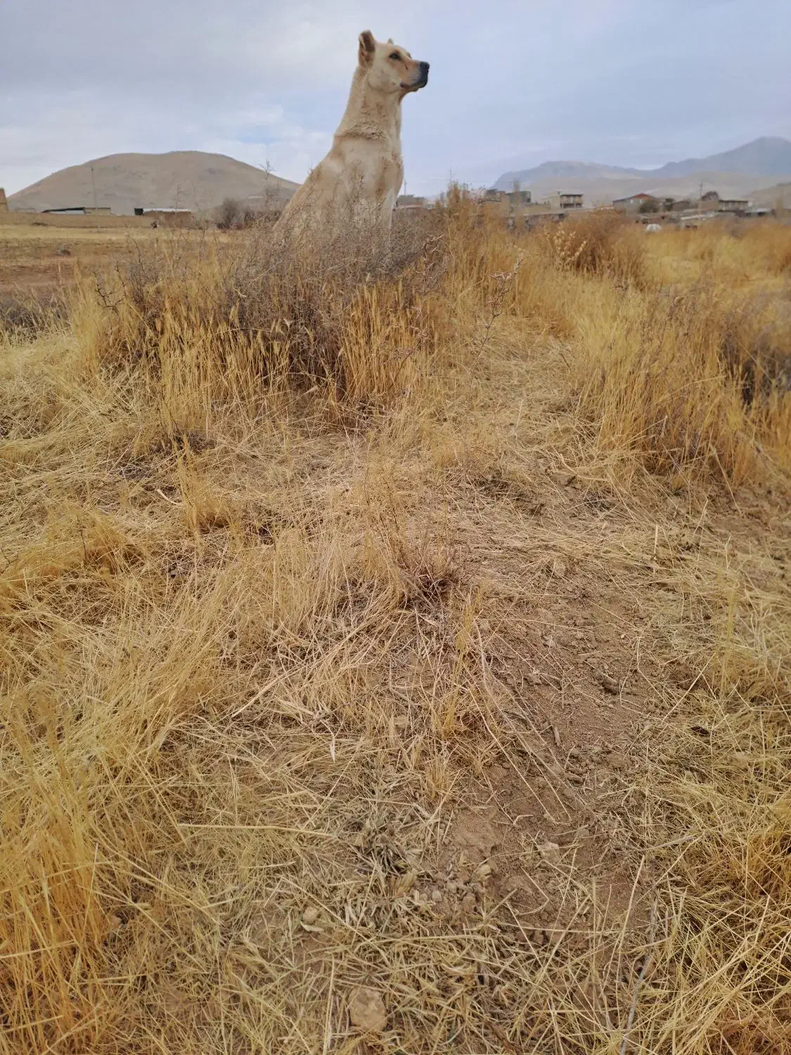 سگ سرابی گله‌ای و نگهبان عالی سن دو سال|سگ|زنجان, |دیوار