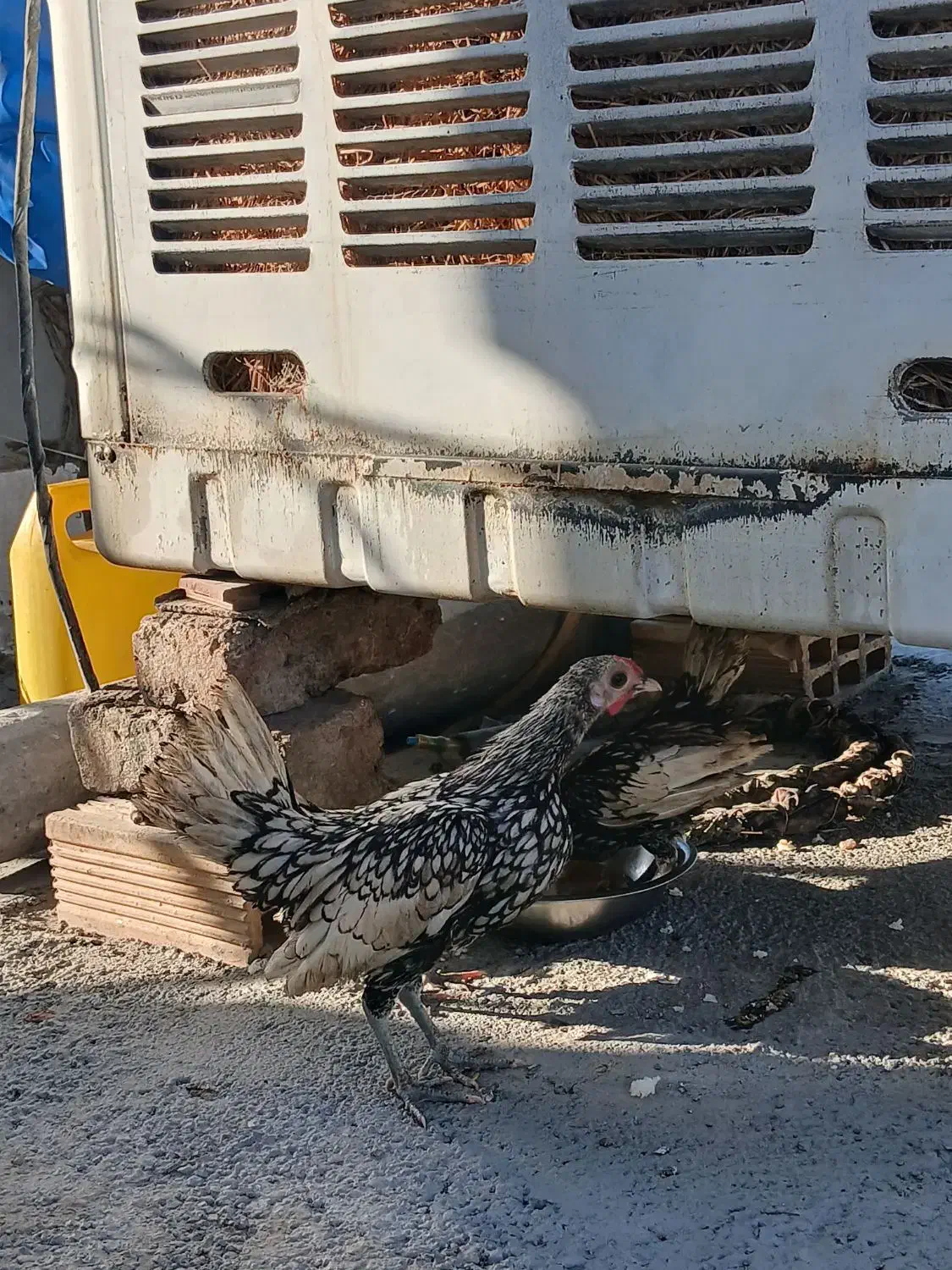 مرغ و خروس سیبرایت|حیوانات مزرعه|ملایر, |دیوار