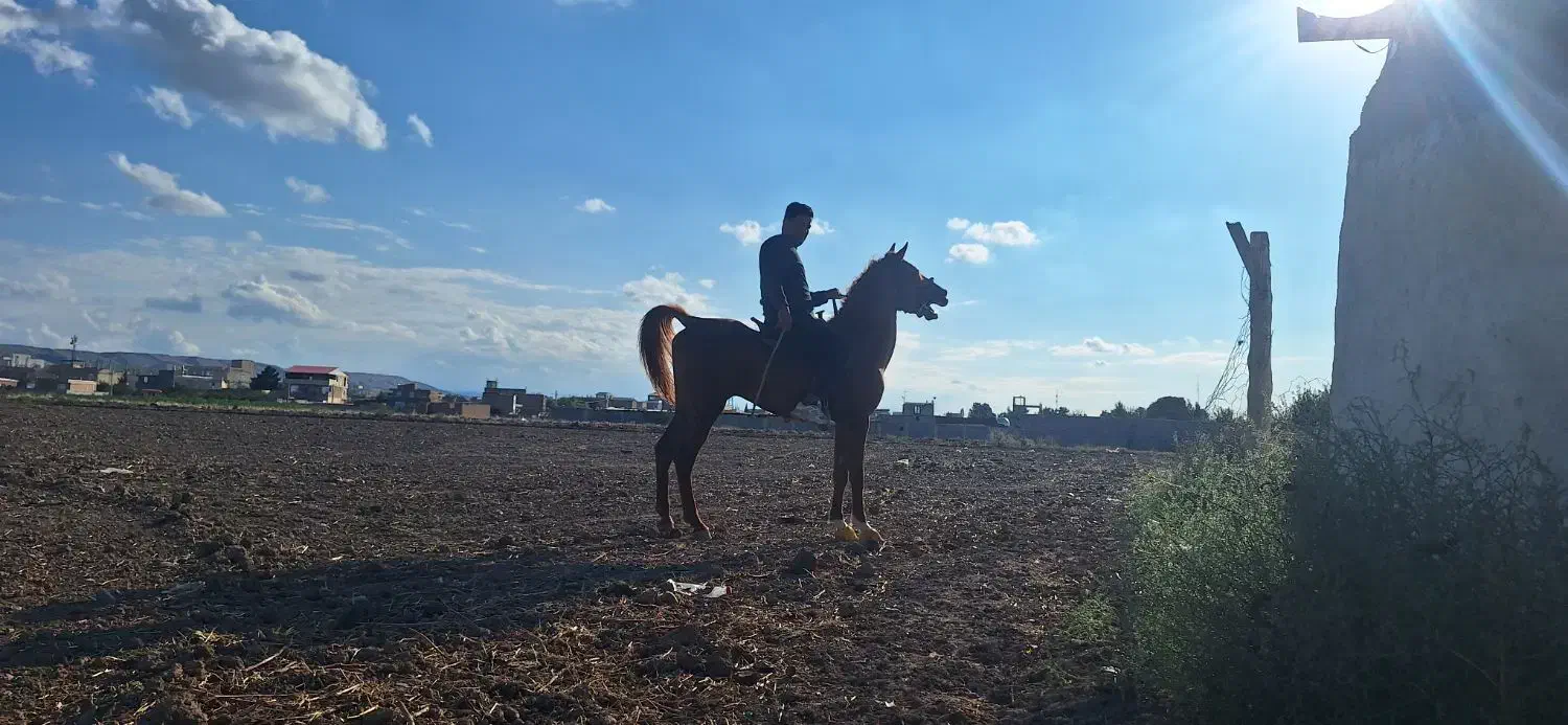 اسب ۷ساله ترک|اسب و تجهیزات اسب‌سواری|اردبیل, |دیوار