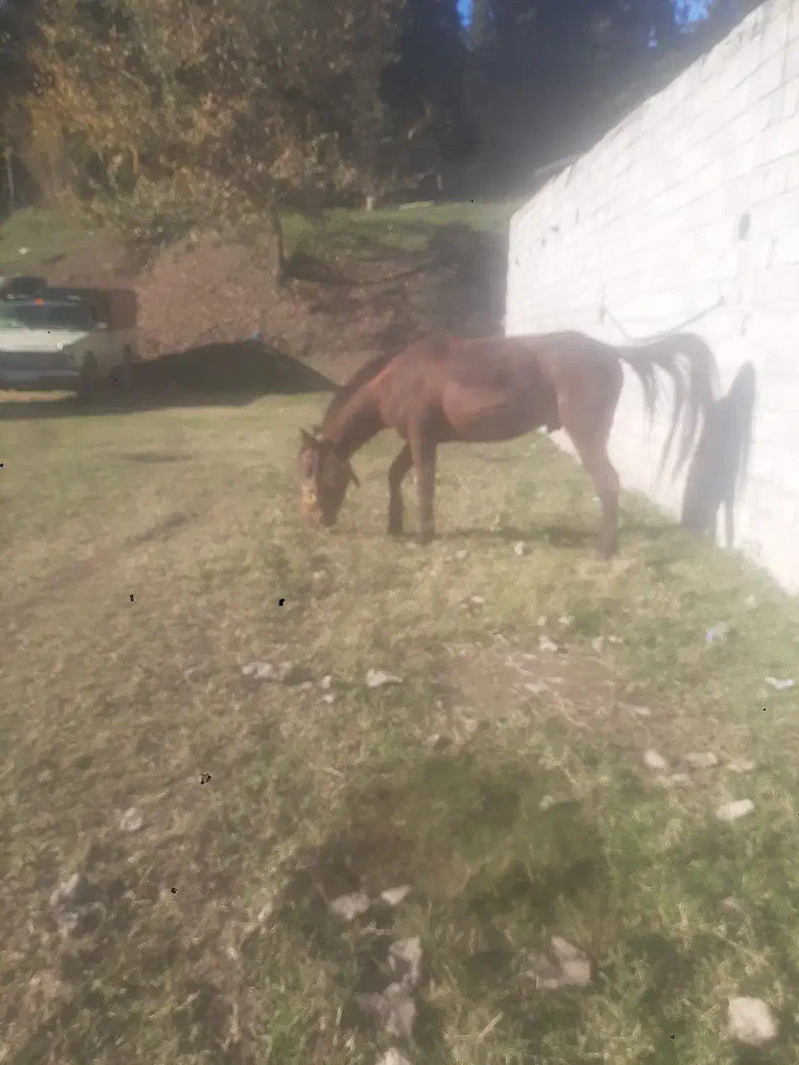 خرید وفروش اسب باری وسواری|اسب و تجهیزات اسب‌سواری|خوش‌رودپی, |دیوار