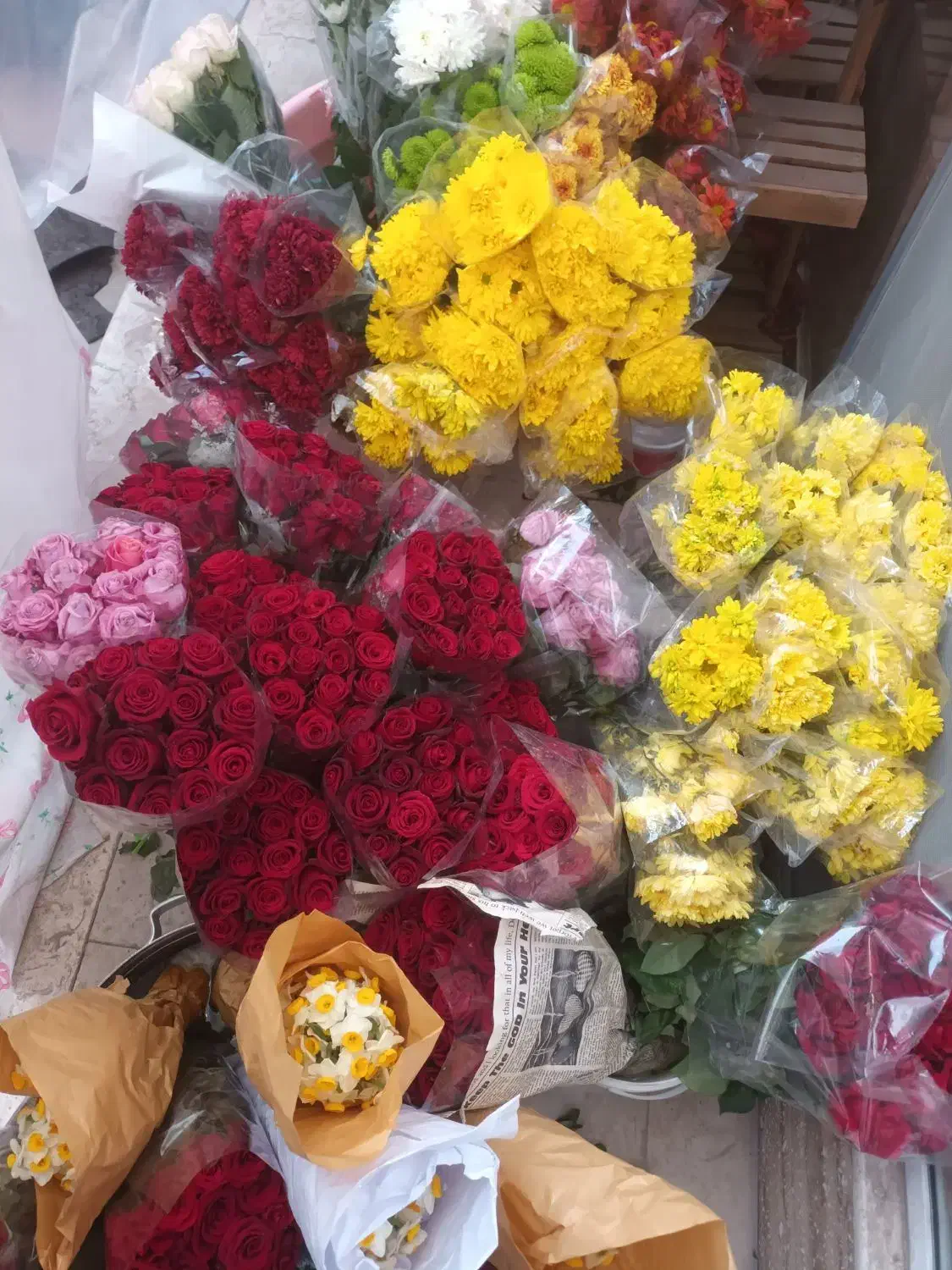 رز هلندی|گل و گیاه طبیعی|اصفهان, دانشگاه اصفهان|دیوار