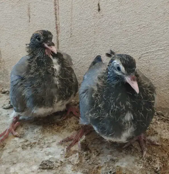 دمگیر جوجه خرقه|پرنده|اصفهان, جویباره|دیوار