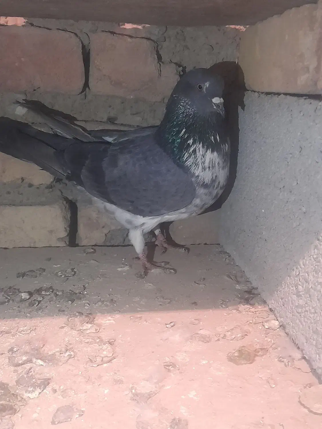 کفتر،کبوتر|پرنده|ماهدشت, |دیوار