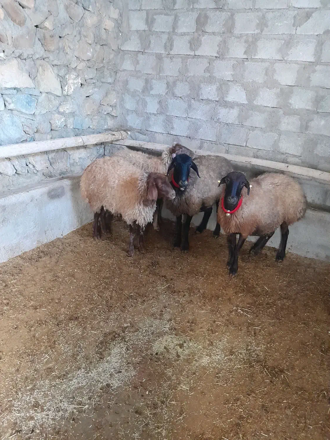 میش داشت|حیوانات مزرعه|فریدونشهر, |دیوار