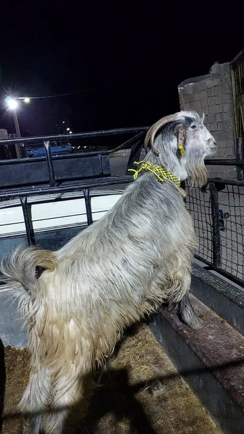 بز آبستن|حیوانات مزرعه|ایذه, |دیوار