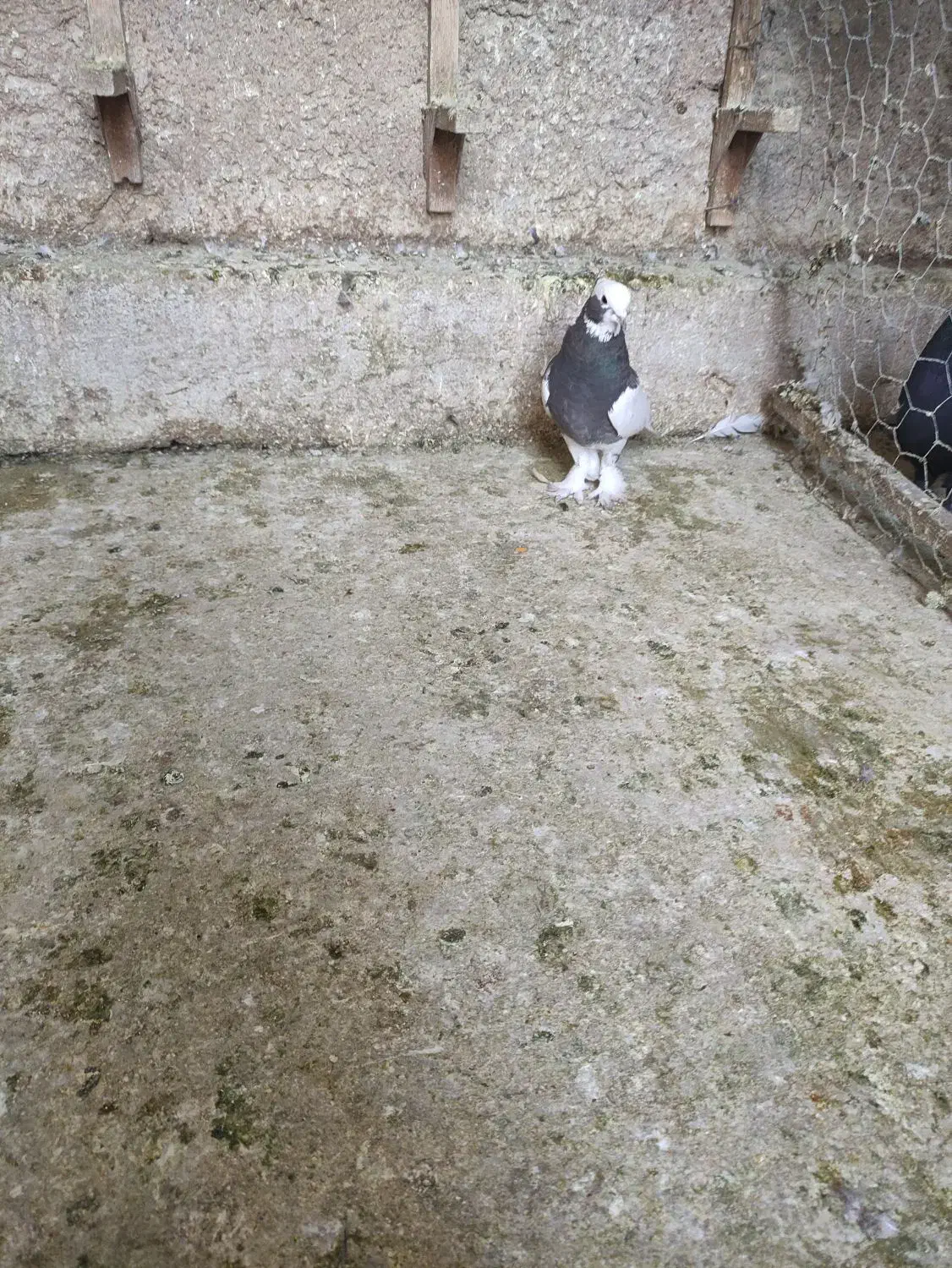 بهبهانی درجه یک|پرنده|شیراز, تندگویان|دیوار