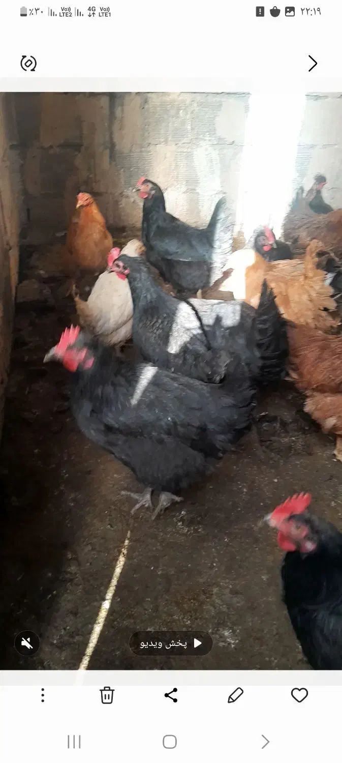 مرغ|حیوانات مزرعه|اصفهان, شیخ اشراق|دیوار