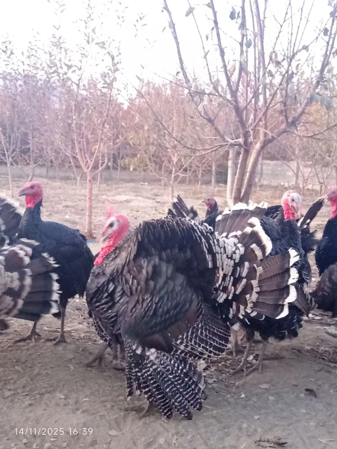 بوقلمون نر وماده تا فردا شب دانه یک ملیون|حیوانات مزرعه|گلمکان, |دیوار