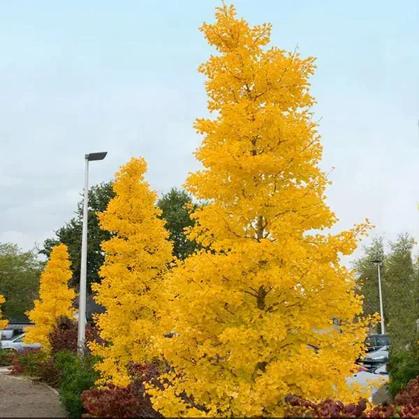 فروش درخت ژینکو گلدانی لطفا توضیحات بخوانید|گل و گیاه طبیعی|رامسر, |دیوار