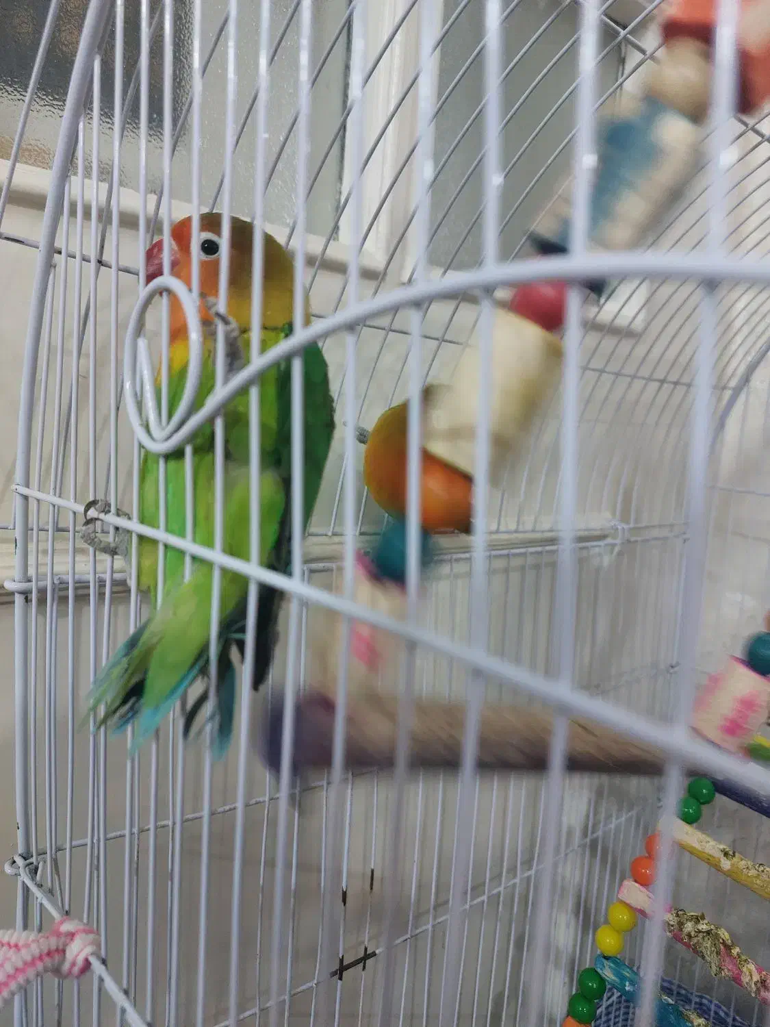 یک جفت کوتوله نر ماده سالم بازیگوش خوش رنگ۱۳۰۰|پرنده|مشهد, آزادشهر|دیوار