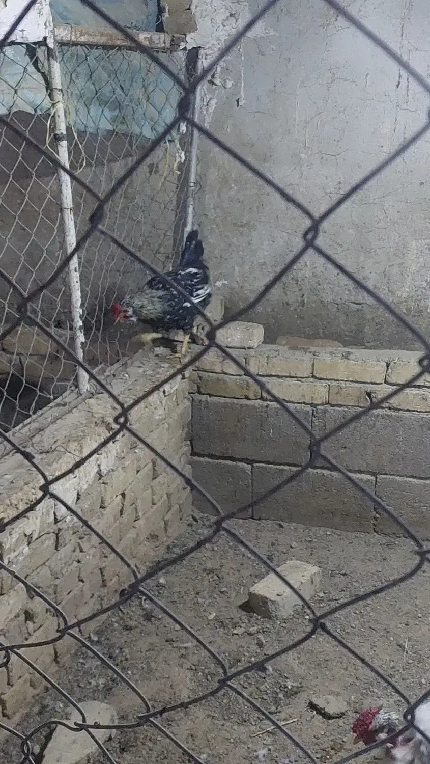 خروس|حیوانات مزرعه|بهار, |دیوار