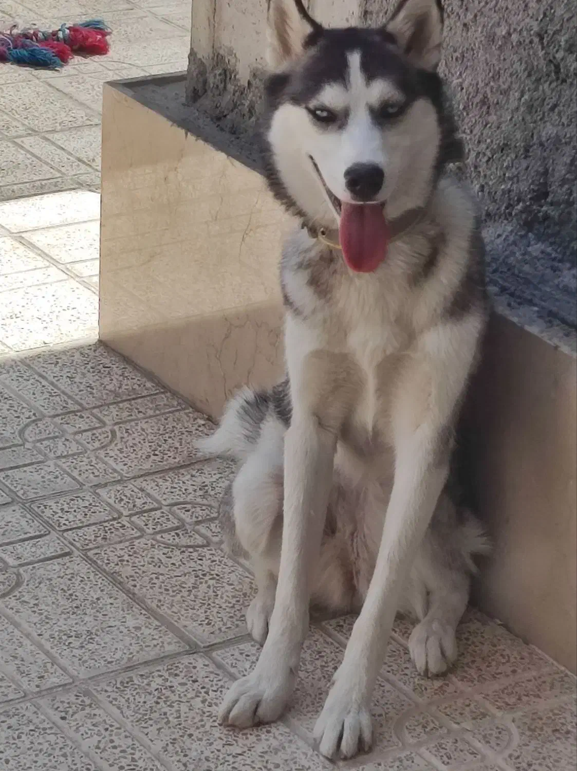 واگذاری سگ هاسکی|سگ|کرمان, |دیوار