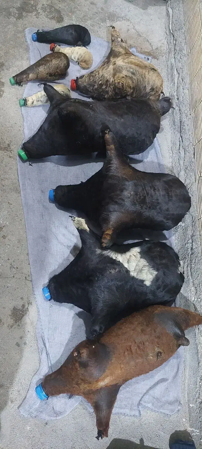 هیزه|صنایع دستی و سایر لوازم تزئینی|کوهدشت, |دیوار