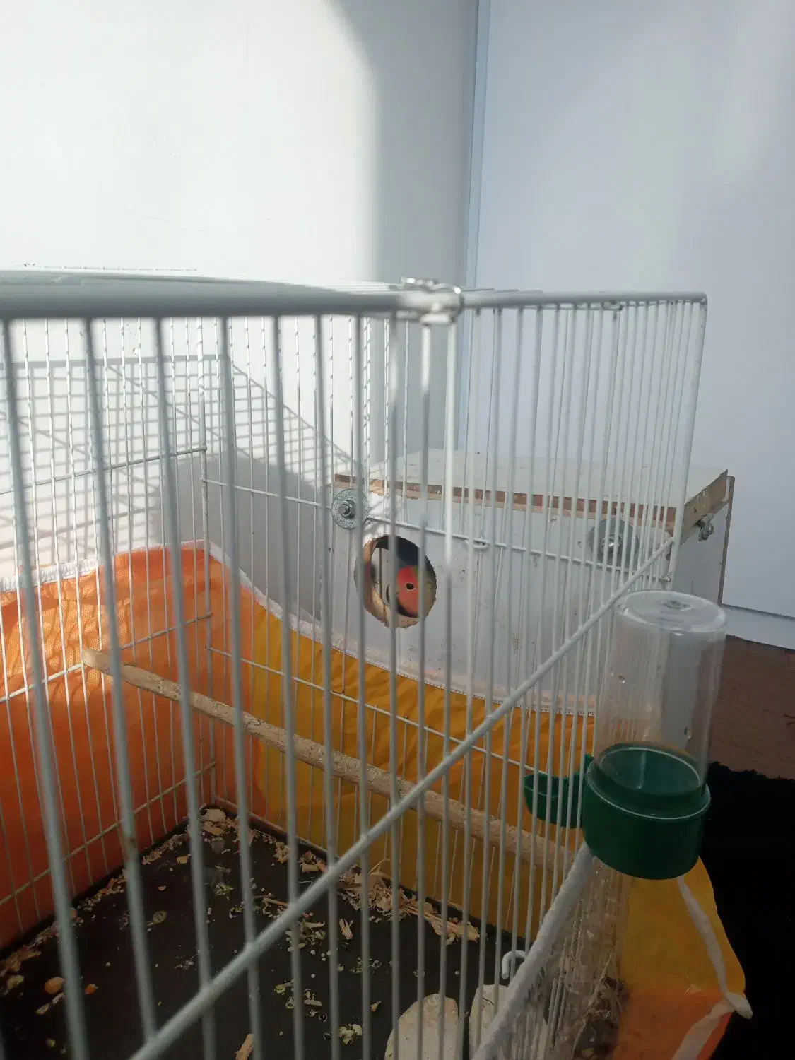 طوطی برزیلی جفت|پرنده|گلبهار, شهر جدید گلبهار|دیوار