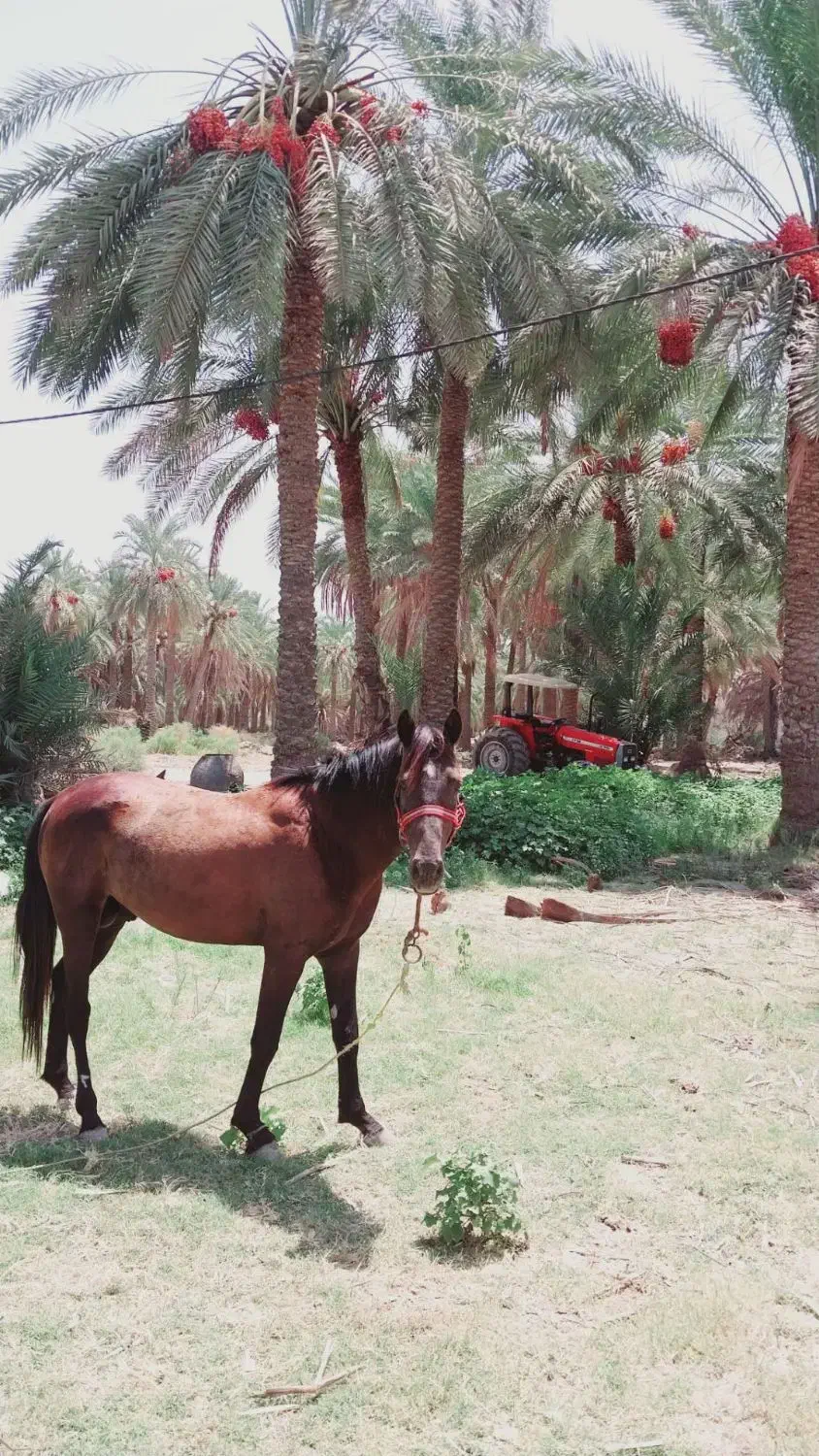 اسبسالمفروشی|اسب و تجهیزات اسبسواری|فاریاب, |دیوار